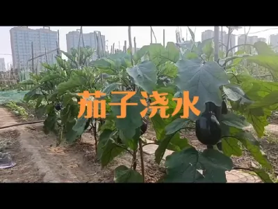 茄子果期夏季如何浇水#茄子