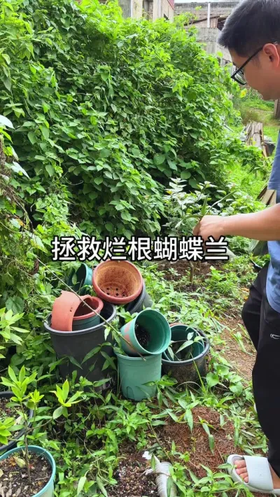 养残的蝴蝶兰如何拯救 #种植小技巧 #绿植盆栽