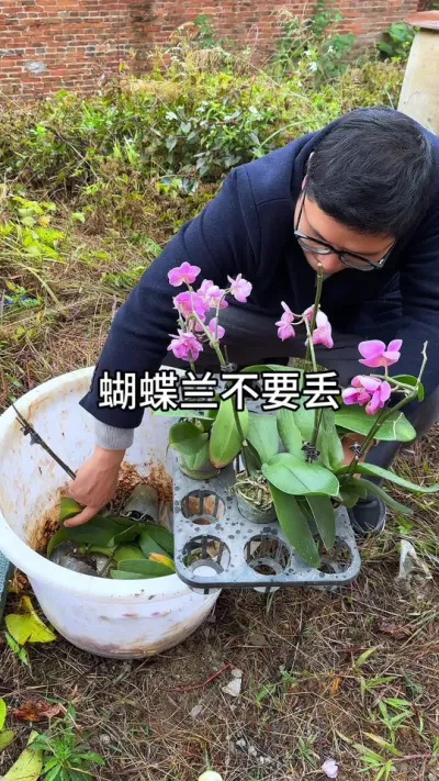 有这样的蝴蝶兰不要扔，教你把它养好#花卉绿植 #养花