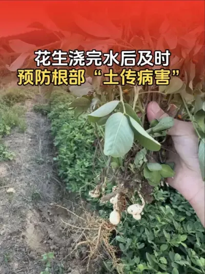 花生刚浇完水要及时预防根部土传病害，高温高湿易引发根部病害。#花生高产 #花生高产种植 #花生种植 #花生种植管理技术 #分享农业知识帮农民增产增收