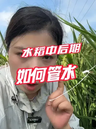 水稻后期怎么管水很重要！不知道怎么管理的，点赞收藏#分享农业知识帮农民增产增收 #老百姓关心的话题