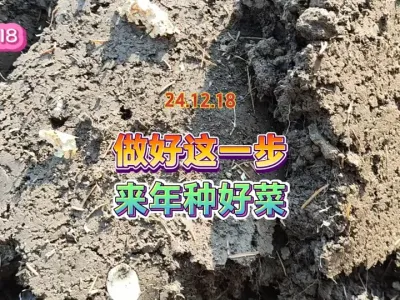 冬季休整土地很多人都做错了，怎么做才能得到优良酥松的土壤 #乡野田间 #土壤改良 #三农 #蔬菜种植 #田间地头走一走 