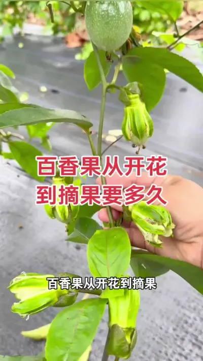 百香果从开花到摘果要多长时间？#百香果种植 #百香果种植技术 #百香果 #黄金百香果 #浩伟方