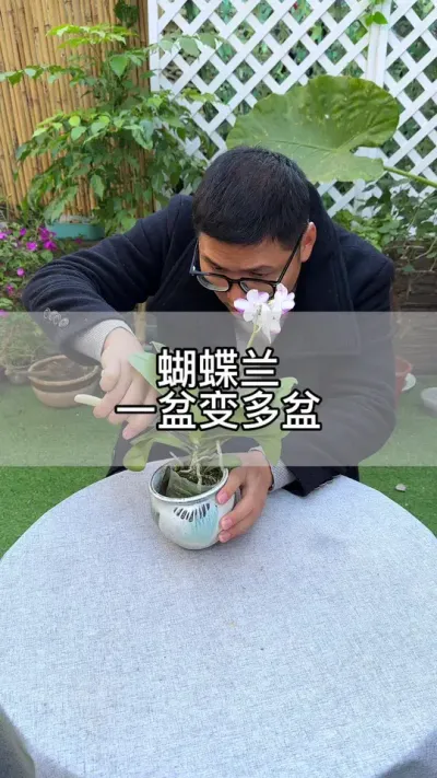 教你如何让蝴蝶兰一颗变多颗#花卉绿植 #养花 #种植小技巧