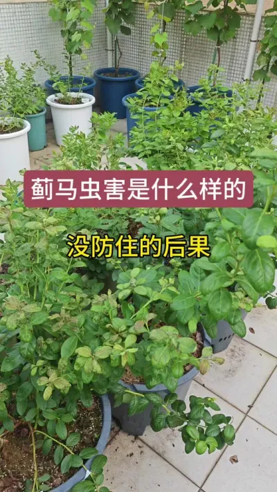 蓝莓蓟马怎么防治，蓝莓怎么管理，蓝莓病虫害的防治，新手种蓝莓#蓝莓种植 #蓝莓病虫害 #蓝莓养护 #蓝莓苗 #种蓝莓