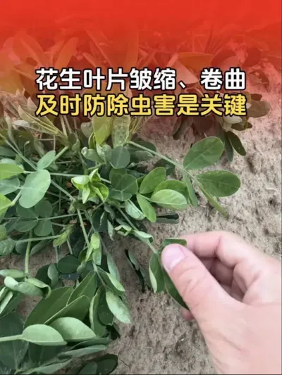 花生叶片皱缩，卷曲的要及时防除蓟马虫害，以免后期难以防除，影响花生正常生长。#传播农业小知识 #花生高产管理 #花生种植 #分享农业知识帮农民增产增收 #三农