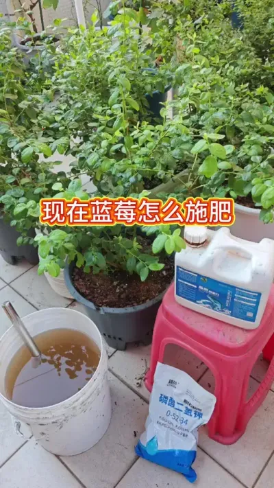 蓝莓的养护过程，种蓝莓9月份之后的施肥#蓝莓种植 #蓝莓苗 #蓝莓养护 #蓝莓施肥 #蓝莓种植方法