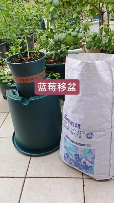 蓝莓苗的种植方法，蓝莓苗怎么移盆，新手怎么种蓝莓#蓝莓种植#蓝莓苗 #蓝莓种植技术#盆栽蓝莓#种蓝莓