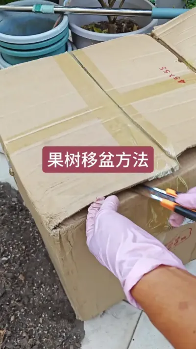 楼顶种果树，果树的种植方法，果树怎么移盆#盆栽果树 #楼顶果树 #楼顶种果树 #楼顶种植 #家庭种植