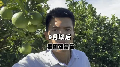 到了9月份，柑橘果园建议别留草 #三农 #果园管理 #柑橘种植 #农业 #除草 