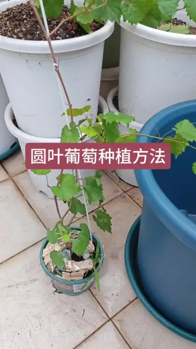 葡萄的种植方法，圆叶葡萄种植方法，新手怎么种葡萄#葡萄种植 #圆叶葡萄种植 #盆栽葡萄苗 #葡萄种植技术 #葡萄苗
