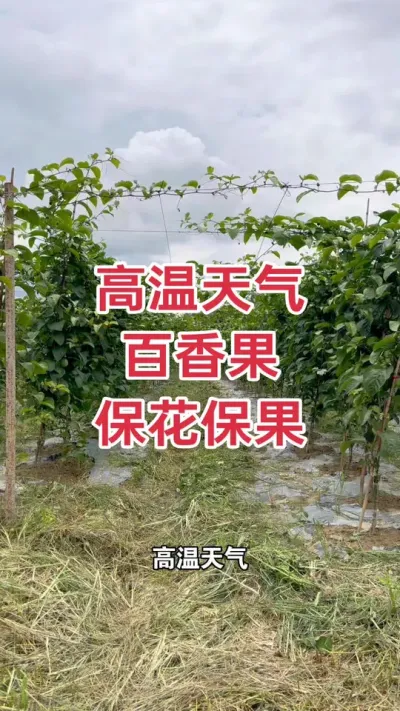 高温天气 百香果保花保果#百香果种植 #百香果种植技术 #黄金百香果种植技术 #黄金百香果 #浩伟方