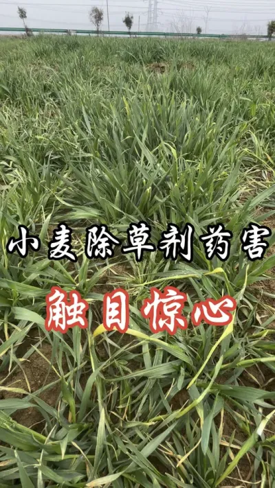 拔节初期除草剂慎用，药害真的很重#分享农业知识帮农民增产增收