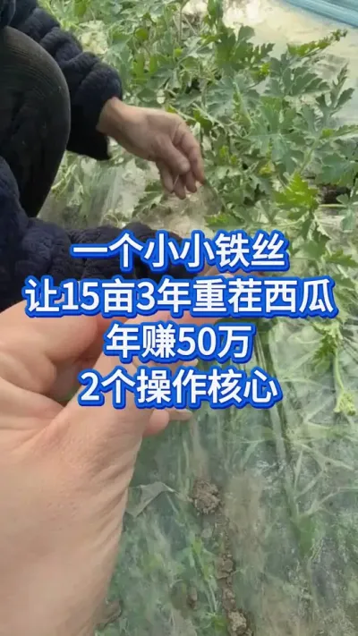 一根铁丝让西瓜高产的2个核心 #创作灵感 #西瓜管理 #西瓜种植技术 #大棚西瓜种植技术 #西瓜种植