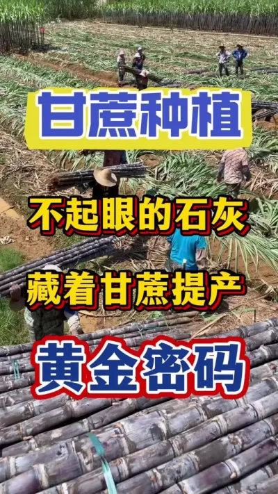 石灰加一物，甘蔗根部撒一把，甘蔗节长节粗糖分足口感好，亩产提升30%，但是90%蔗农都不会用#甘蔗种植#甘蔗施肥#甘蔗拔节