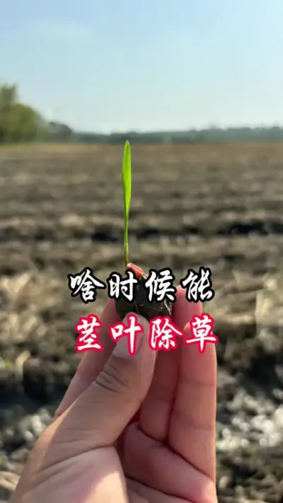 小麦除草，什么时候能打#分享农业知识帮农民增产增收