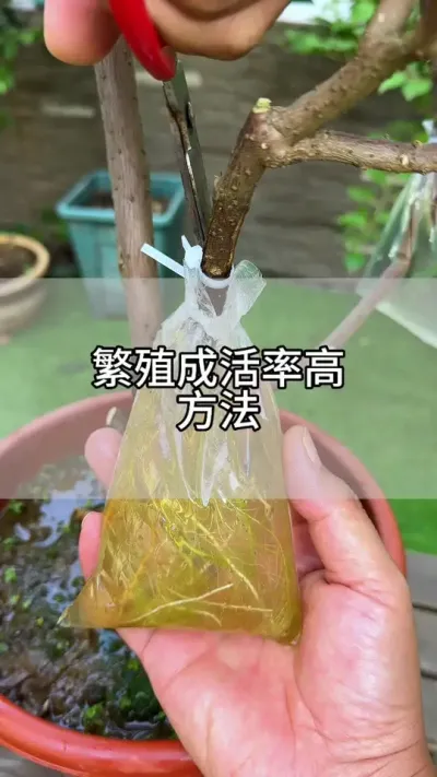 植物这样繁殖成活率高#花卉绿植 #养花 #种植小技巧