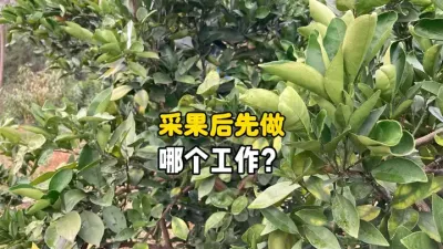 柑橘采果后，修剪、打清园药和浇月子肥先做哪个？ #三农 #农业种植 #柑橘种植 #清园 #果树管理 