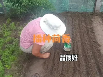 播种茴香#小茴香