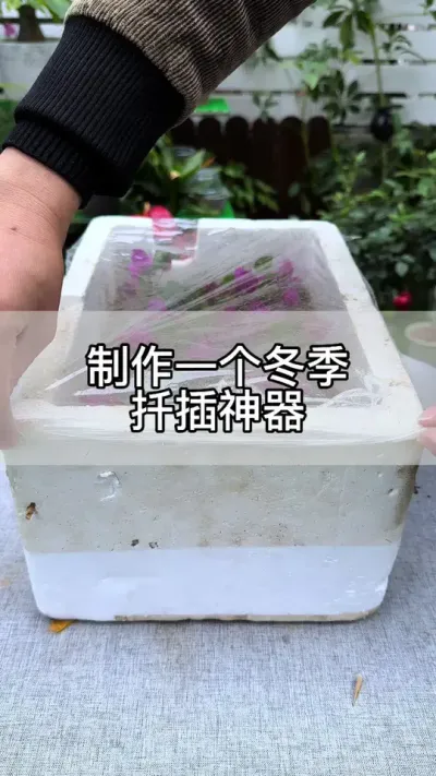 家家户户都有的扦插神器 #花卉绿植 #养花 #种植小技巧