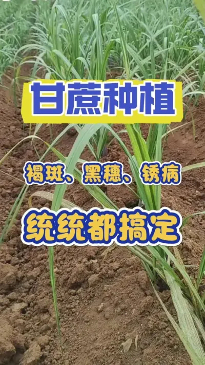 褐斑、黑穗、锈病一旦预防不到位，大面积爆发将会影响一整片甘蔗田，减产减收，预防很重要#甘蔗种植 #甘蔗施肥 #甘蔗