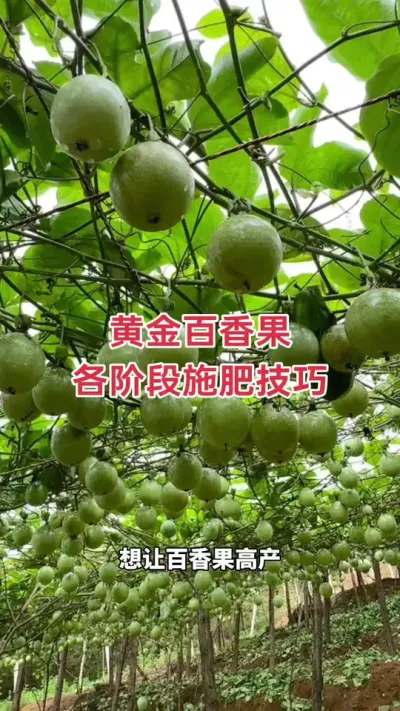 百香果不同阶段施肥技巧#黄金百香果 #钦蜜9号百香果 #百香果 #百香果种植技术 #百香果种植