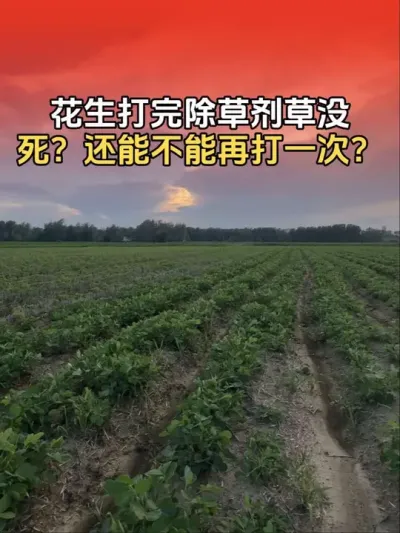 花生田打完除草剂草没死，还能不能继续再打一次？#花生高产 #花生高产种植 #花生种植 #花生种植管理技术 #传播农业小知识