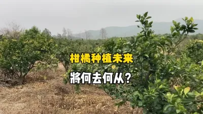 越来越多的果农开始放弃柑橘种植 #柑橘种植 #三农种植 #农业 #果树管理 #老黑讲柑橘 