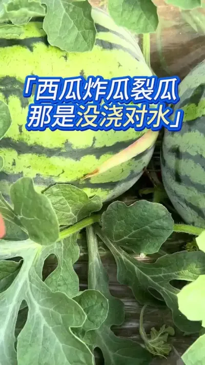 西瓜种植炸瓜裂瓜？浇水用这个方法 #西瓜种植 #西瓜管理 #西瓜种植技术 #大棚西瓜种植技术 #种西瓜