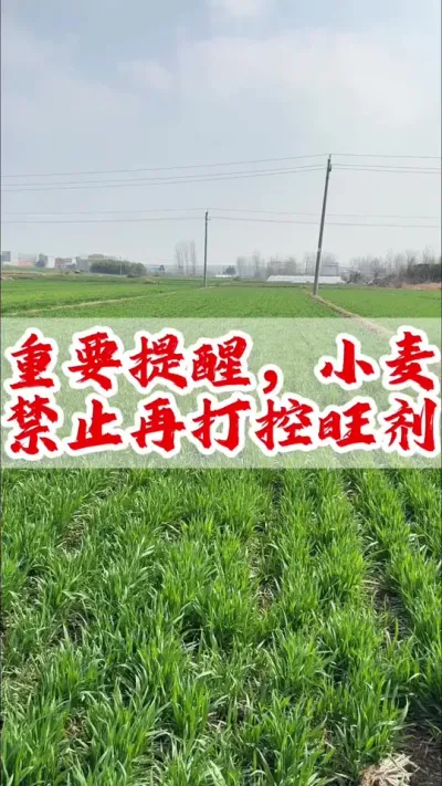 小麦禁止再打控旺剂#小麦 #分享农业知识帮农民增产增收 #抖音助农 #传播农业小知识 #小麦增产