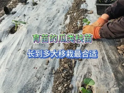 育苗移栽的瓜类秧苗长到这么大移栽到地里成活率高，栽一颗活一颗 #三农 #新农人计划2025 #黄瓜种植 #丝瓜种植 #南瓜种植 