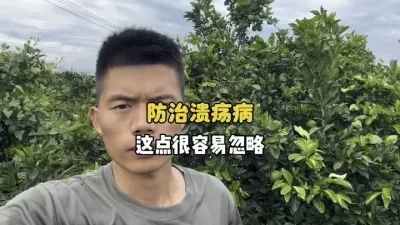 防治柑橘溃疡病，这点很容易忽略 #三农 #农业种植 #果园管理 #柑橘种植 #溃疡病 