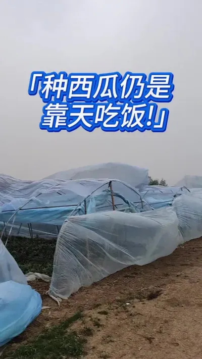 大风吹散了一年的西瓜种植 #西瓜管理 #西瓜 #西瓜种植 #西瓜种植技术 #大棚西瓜