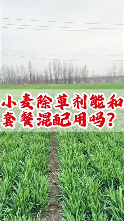 小麦除草剂能不能和套餐一起混配使用？#小麦除草剂 #小麦 #除草剂 #分享农业知识帮农民增产增收 #抖音助农