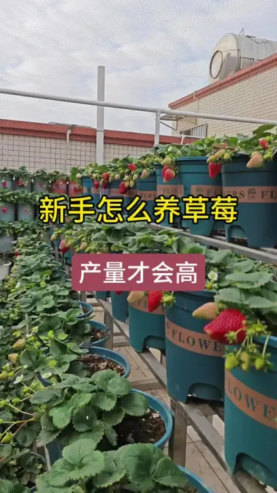 草莓种植盆栽#草莓种植方法 #草莓苗种苗 #盆栽草莓苗 #草莓种植管理技术和方法 #草莓养护方法
