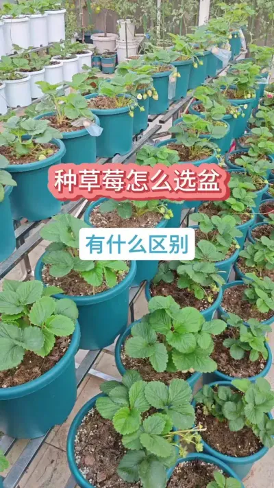 盆栽草莓用多大的盆种，草莓用什么盆，怎么种草莓，新手种草莓#草莓苗 #种草莓 #草莓种植 #盆栽草莓 #草莓养护方法