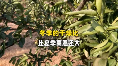 为什么柑橘冬季比夏季更容易干燥？ #三农 #柑橘种植 #果树管理 #农业种植 #农业技术 