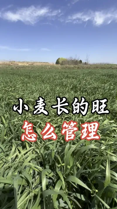 要是这样的田。记住这两个管理#分享农业知识帮农民增产增收