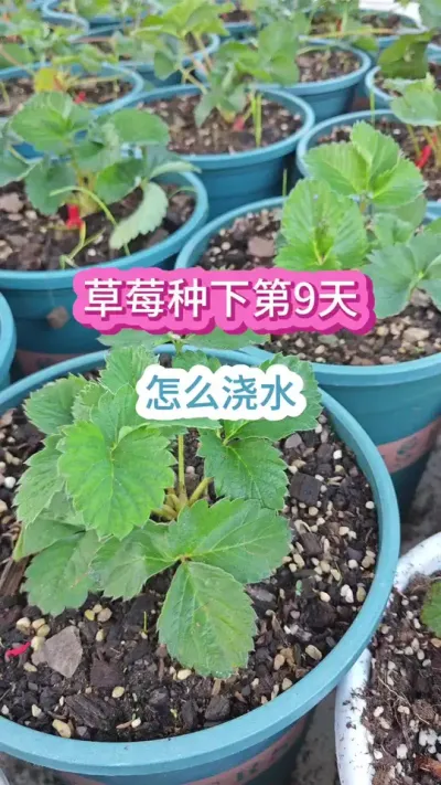 种草莓怎么浇水，草莓的养护方法，草莓的养护过程，怎么种草莓#草莓种植 #草莓养护 #种草莓 #草莓苗 #盆栽草莓