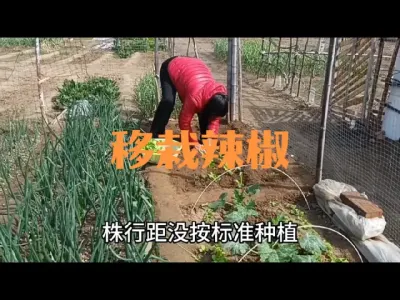 如何移栽种植辣椒#移栽辣椒