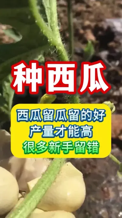西瓜留瓜留的好，产量才能高 #种西瓜 #西瓜管理 #西瓜种植技术 #西瓜种植 #农业种植技术