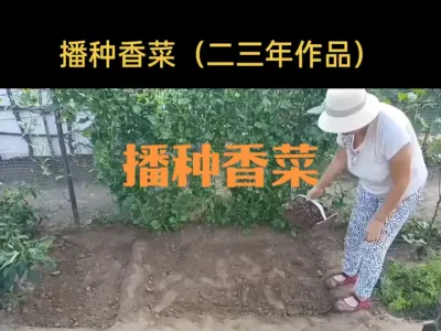 播种香菜（二三年作品）
