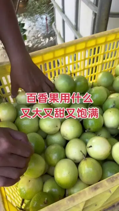 百香果怎样才能又大又甜又饱满#百香果种植 #百香果种植技术 #黄金百香果种植技术 #百香果 #浩伟方