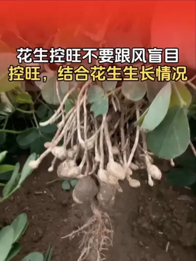 花生控旺，不要盲目跟风控旺，要结合自己花生生长情况去控旺！#花生高产 #花生高产种植 #花生种植 #花生种植管理技术 #分享农业知识帮农民增产增收