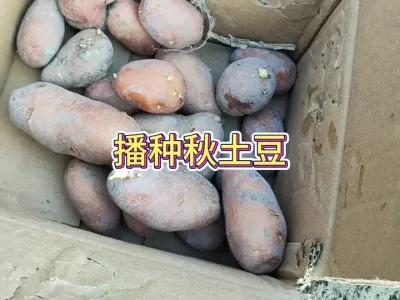 播种秋土豆方法不对就会失败，施肥不当就会烂种，这样做很简单！ #三农 #种植小技巧 #蔬菜种植 #种菜 #种土豆 