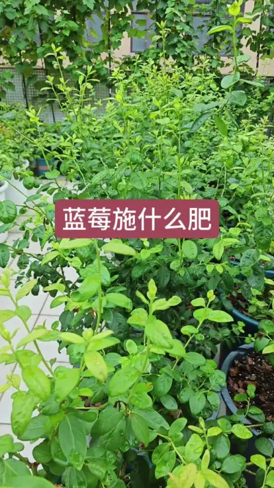 蓝莓的种植方法，种蓝莓施什么肥，蓝莓的养护过程#三农种植 #蓝莓种植 #蓝莓养护 #蓝莓施肥 #蓝莓种植技术