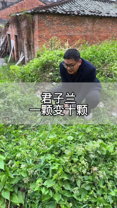 用一招，君子兰一颗变多颗#花卉绿植 #养花 #种植小技巧