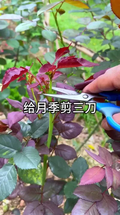 给月季剪三刀#花卉绿植 #养花 #种植小技巧