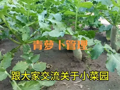 种植青萝卜如何管理才能顺直、口感好