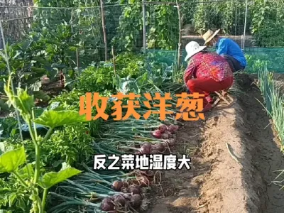 收获、晾晒、储存洋葱注意事项#洋葱收获